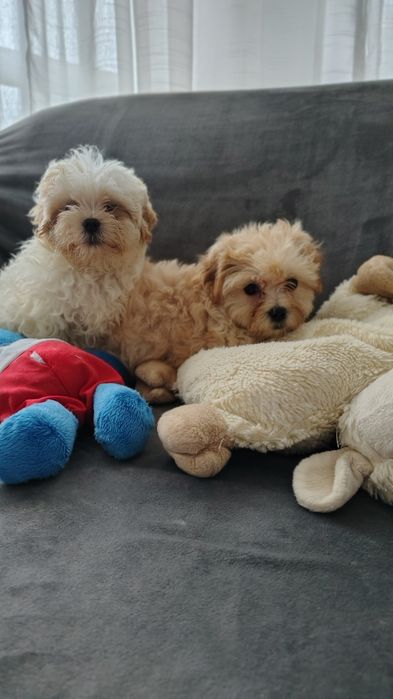 Maltipoo śliczna suczka Warszawa pudel maltańczyk
