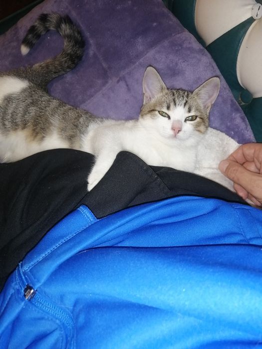 Отдам  в хорошие руки милашку, котёнка