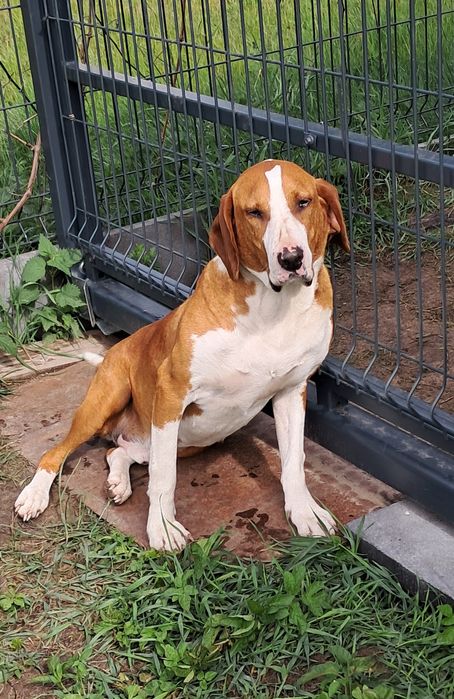 Łatek 2lata szuka domu