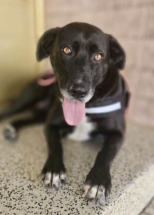 Cadela para adoção responsável