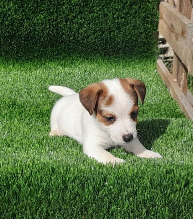 Jack Russell Terrier
