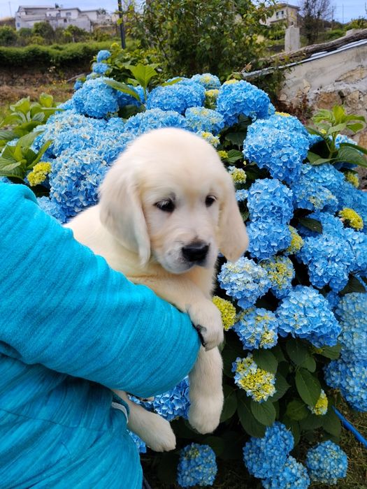 Golden Retriever com Lop e Afixo