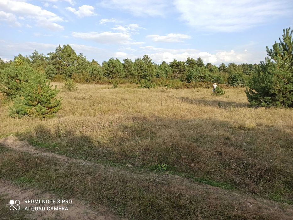 Продаж ділянки під забудову в лісі