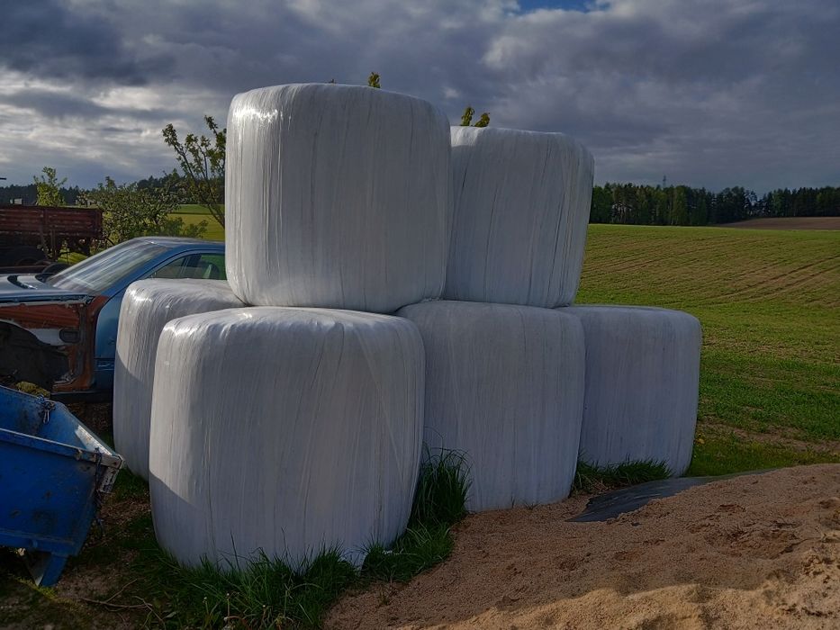 Kiszonka z seradeli, seradela, sianokiszonka