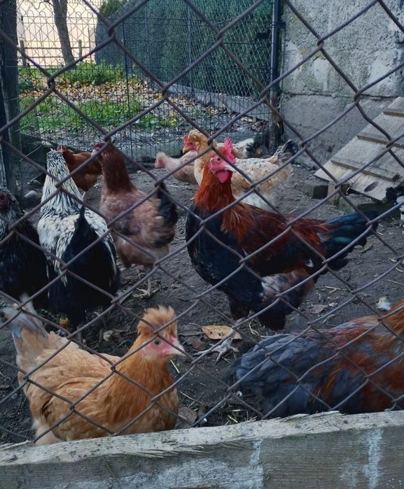 Sprzedam ładne kury