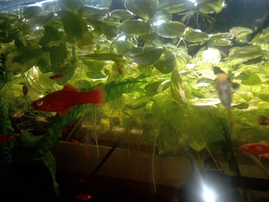 Rośliny akwariowe pływające - cena za sztukę