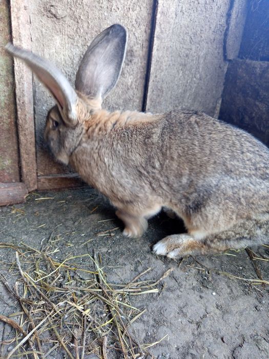 Продам ,самця бельгійський велетень