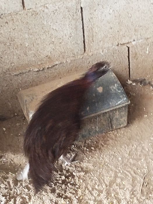 Faisão dourado 2024