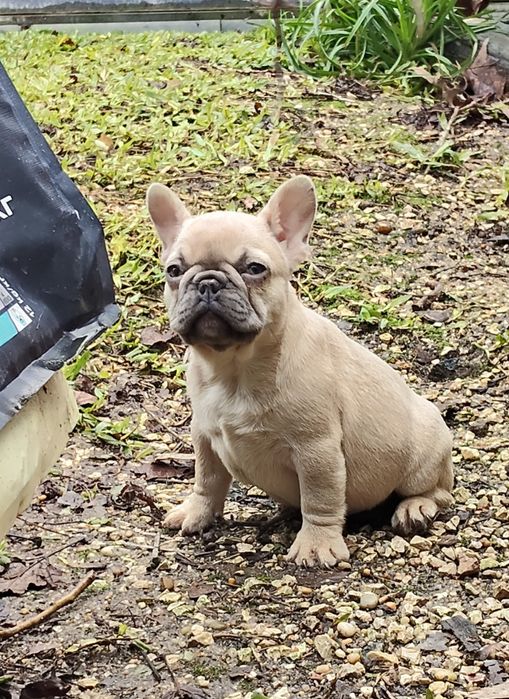 Bulldog Francês Lilac Fawn
