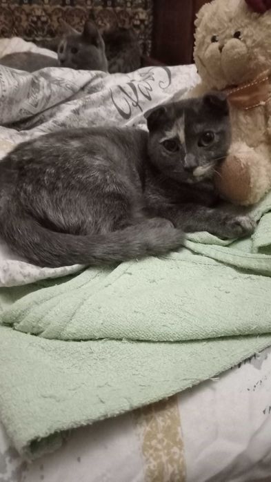 Грайливі домашні кошенята