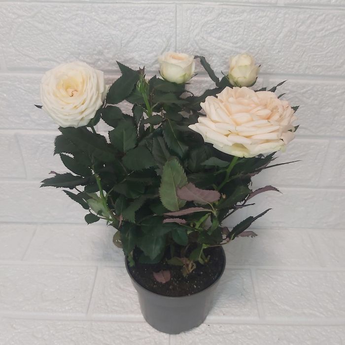 Роза в горшке kordana samada monde