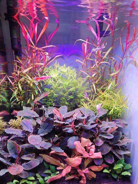 Аквариумна рослина Полігоніум.