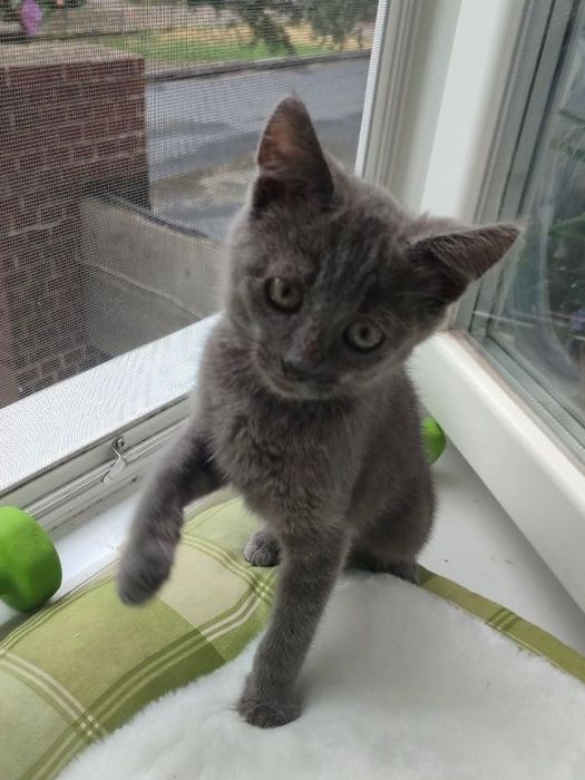 Кошення Хлопчик 2 міс, Дуже Ласкавий
