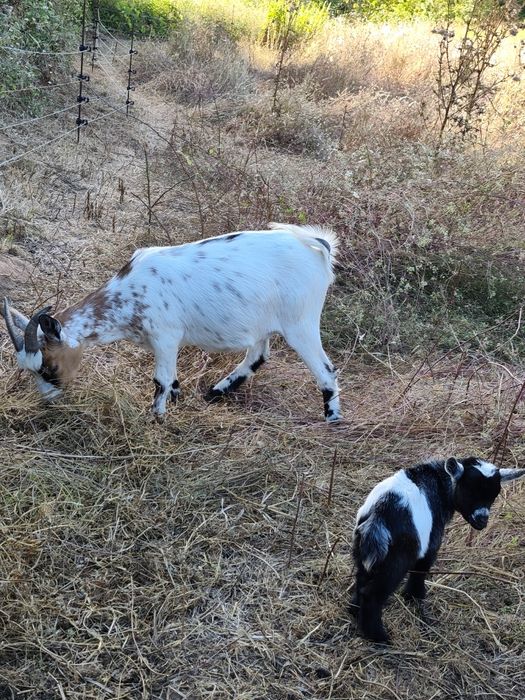 Cabras anãs jovens