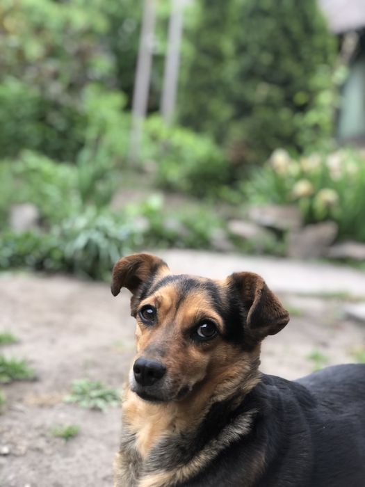 Загубилась собака