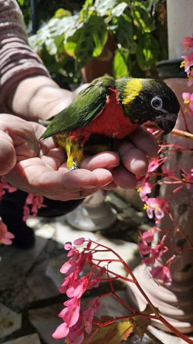 Loris Forsteni para acabar de criar a mão