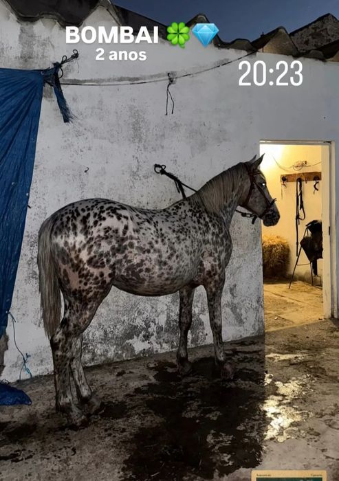 Poldro apalosa muito lindo