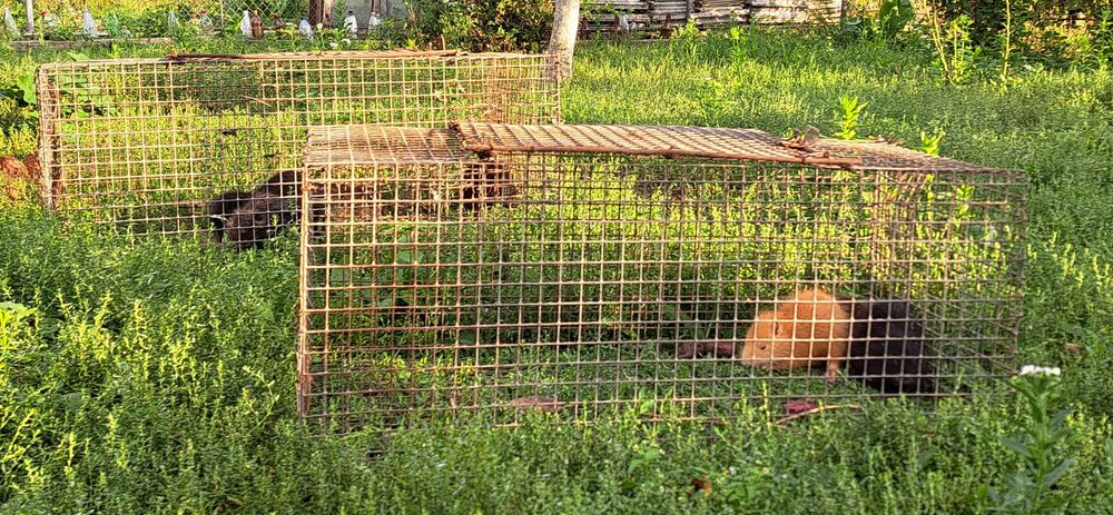 Продам молодих кролів