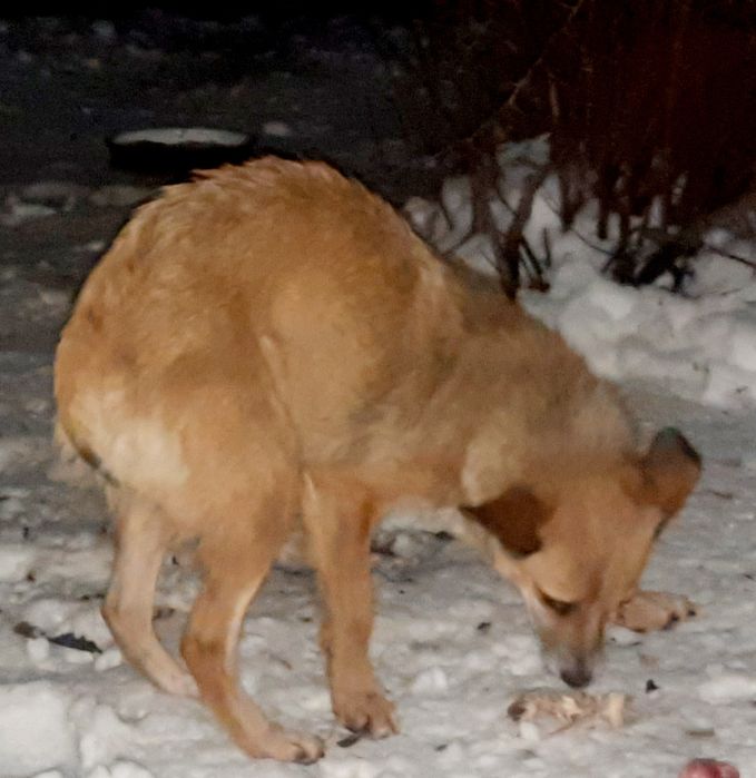 Собачка потерялась