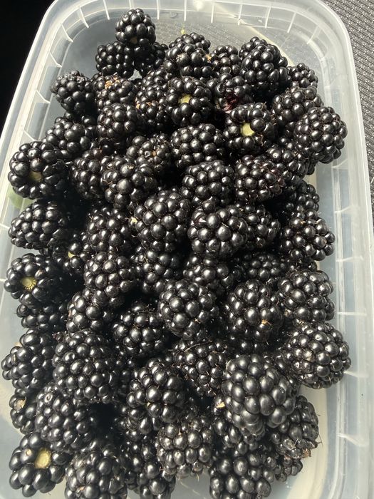 Продам свіжі ягоди ожини