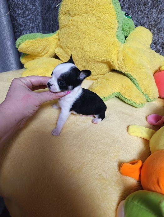 Кукольные мальчики чихуахуа