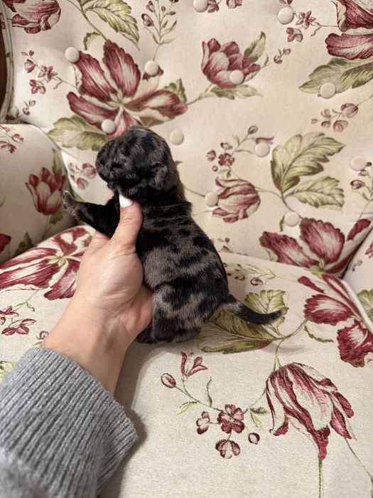 Excelente Pug Carlin de Qualidade