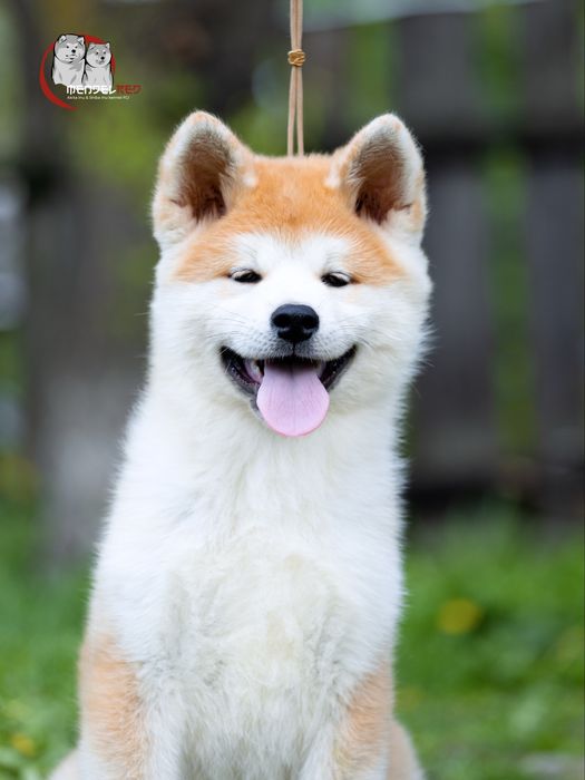 Акіта , akita, цуценя акіти , документи FCI