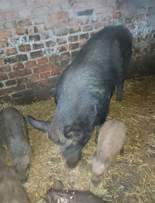 Продам свині кабан   матка