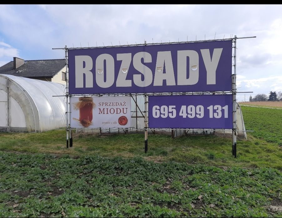 Sadzonki pomidorów,  papryki,  ogórka