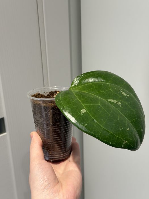 Hoya Sarawak / Хойя Саравак