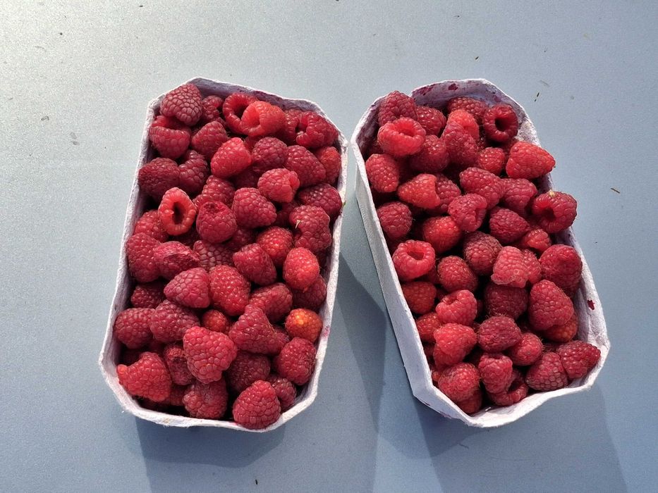 Maliny z własnej plantacji