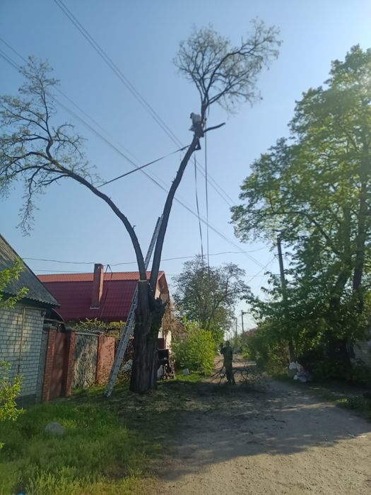 Покіс трави, розчищення від заростей, видалення дерев будь-якої складності.