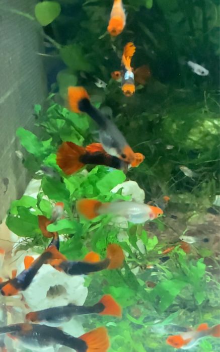 Guppy Koi Tuxedo linhagem pura