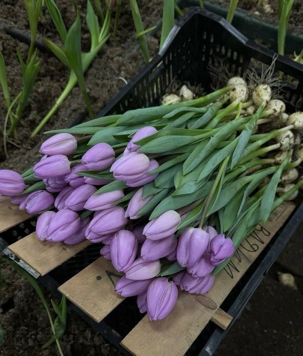 Тюльпани опт- роздріб  букети з доставкою по всій Україні