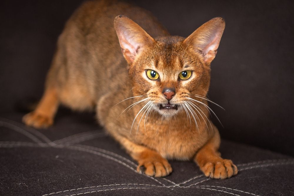 Абиссинский кот для вязок
