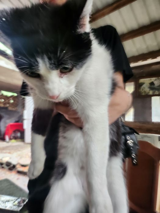 Koty do adopciji