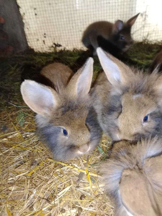 Vendo coelhos cabeça de leão