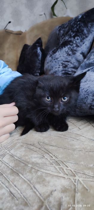 Гарний котик в добрі руки