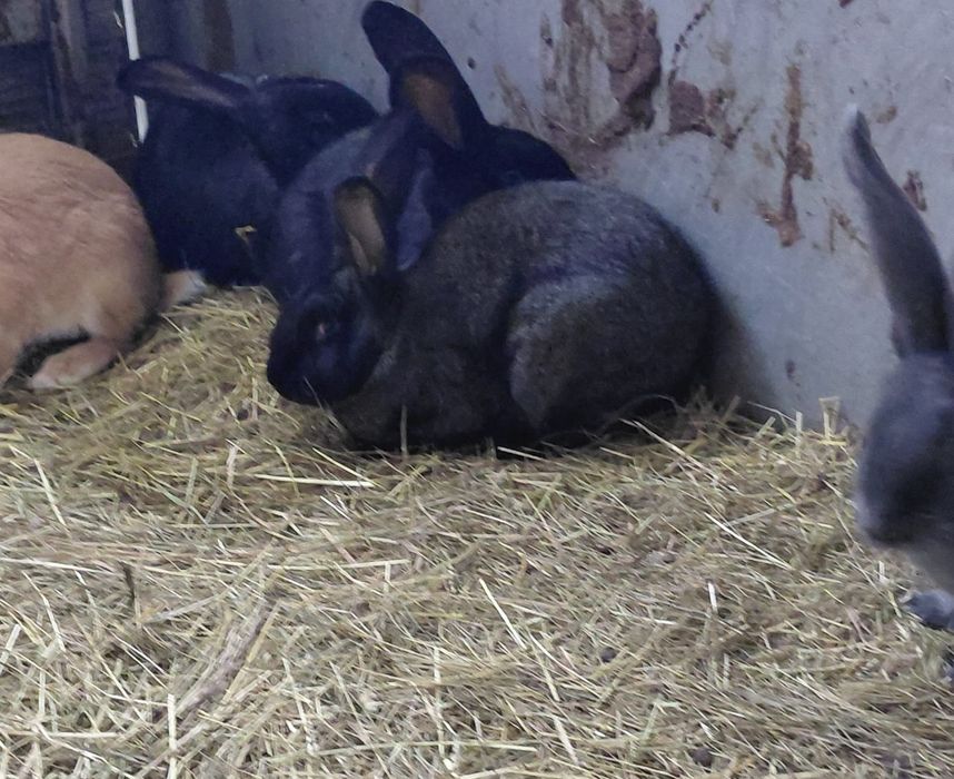 Króliki olbrzymy belgijskie