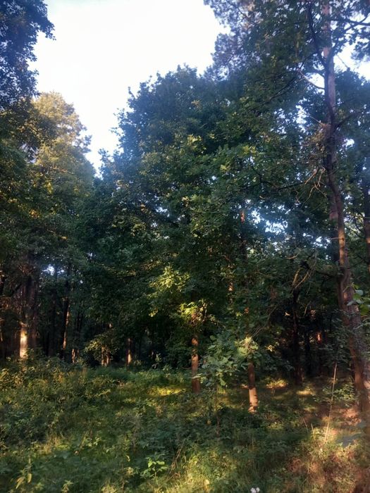 Działka leśna 1,27 h - Widok 3