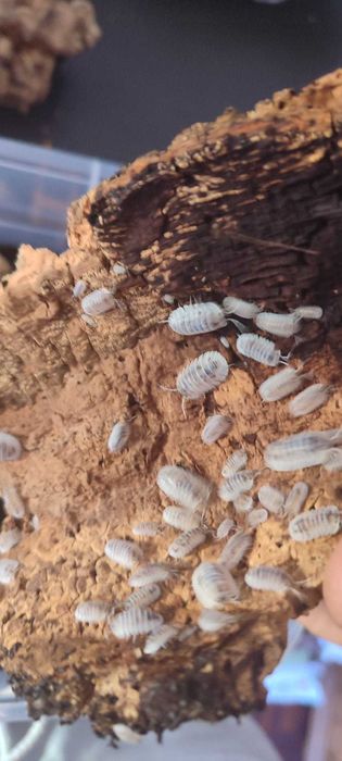 Isopods (Bichos-de-conta) 1/2