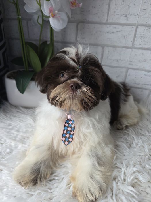 Shih Tzu Samiec czekolada