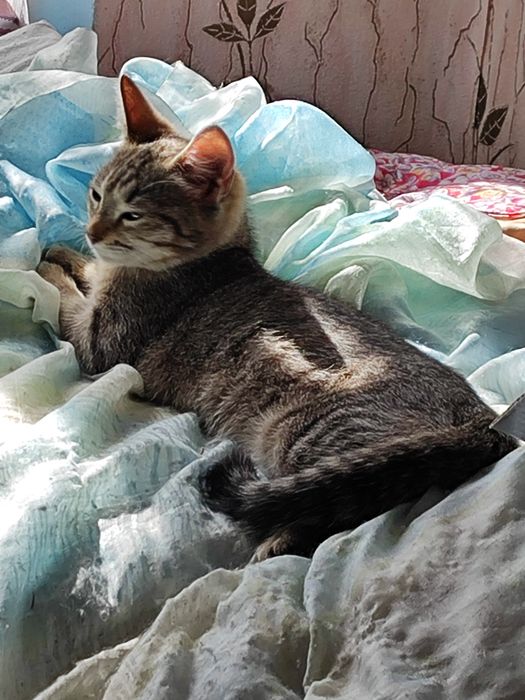Віддам котиків добрі руки