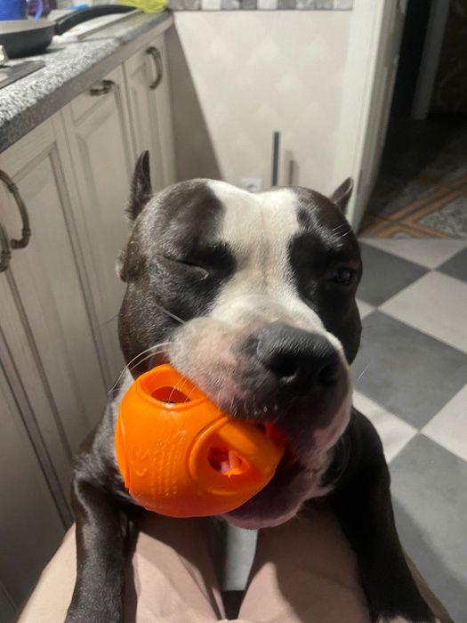 Вʼязка кобеля амстафа