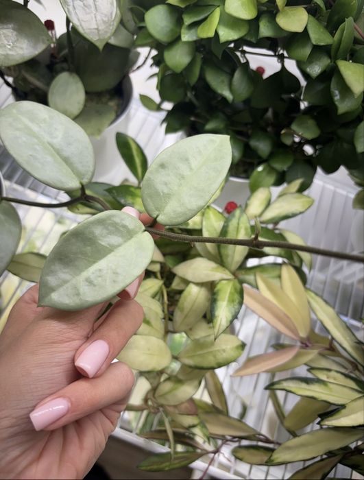 Hoya Hoja Carnosa Nova Ghost