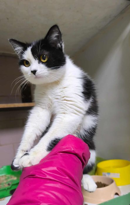 Котята из приюта ,ищем семью!