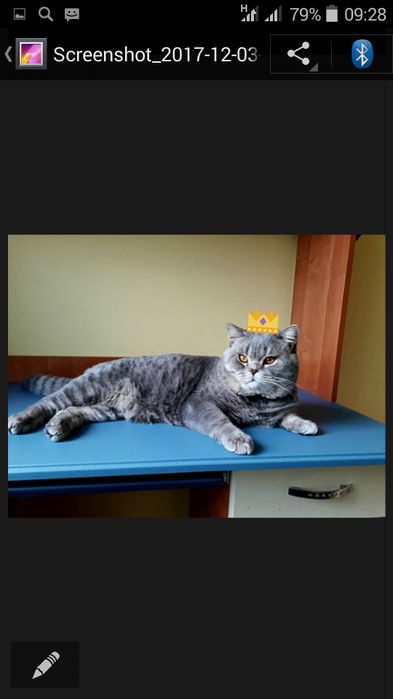 В'язка котів британців