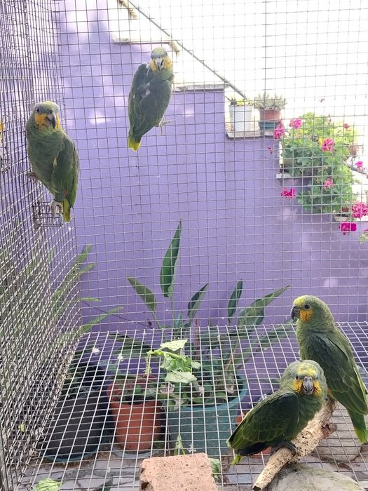 Amazona Amazónica