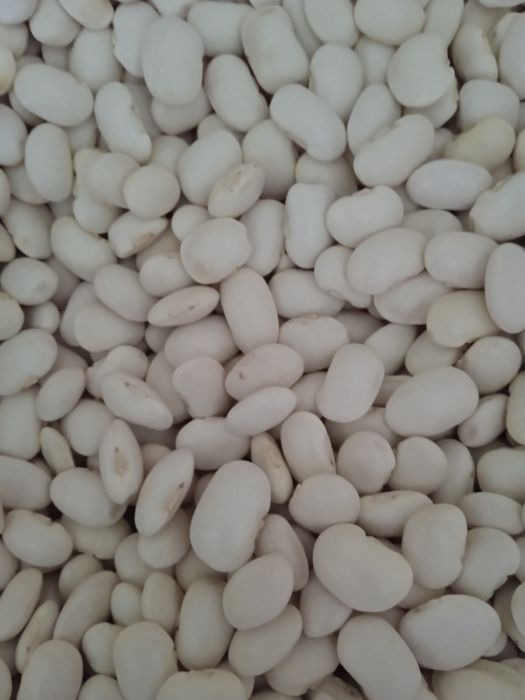 Фасоля кущова Ясь