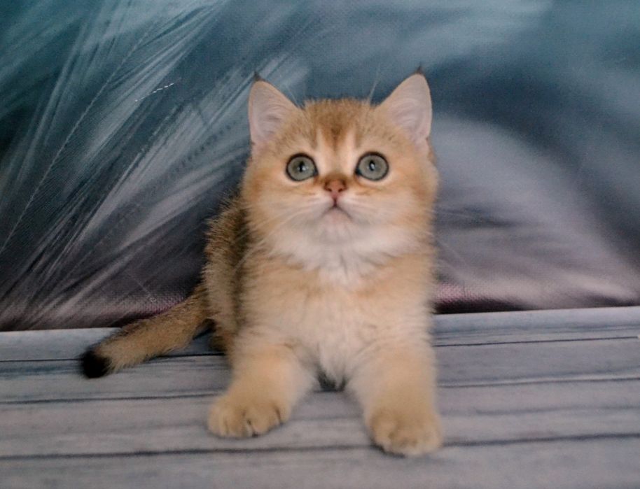 Золота британська шиншилла котик.